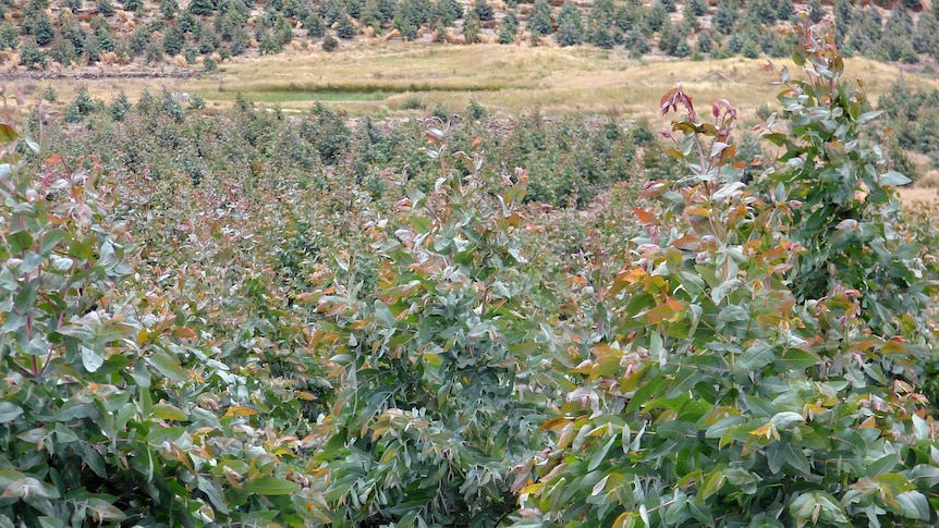 Young timber plantation in Tasmania