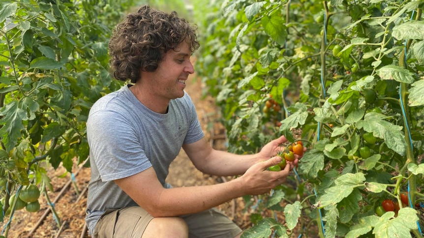A young man with curly hair sits in a field of tomatoes and holds a vine in his hands