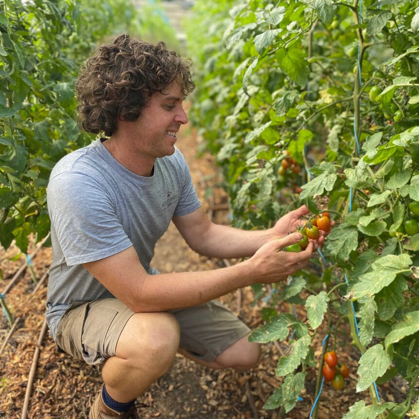A young man with curly hair sits in a field of tomatoes and holds a vine in his hands