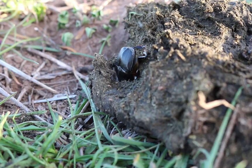 A dung beetle in a cow pat.