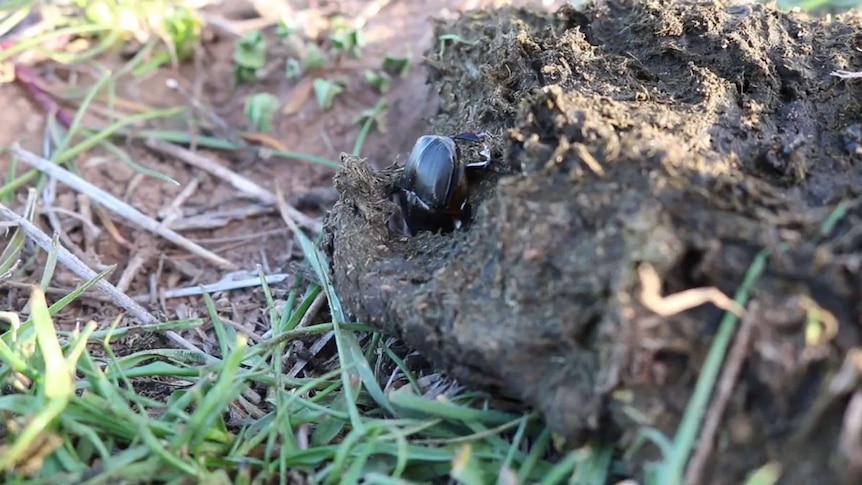 Dung beetle burrowing