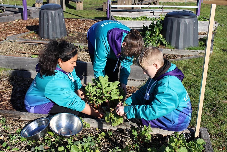 Windemere Primary School students work in a garden