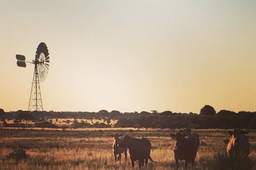 Under the windmill at Kanandah station on the Nullarbor, cattle graze after a good season