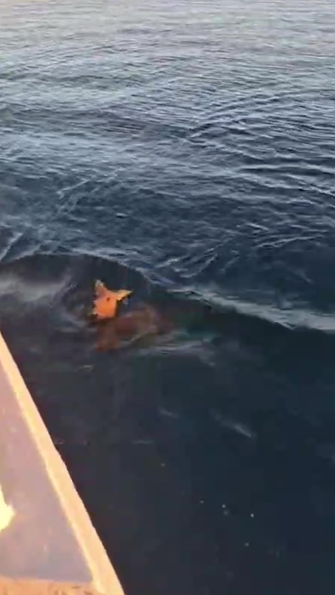 Adrift kangaroo hitches ride back to shore - ABC News
