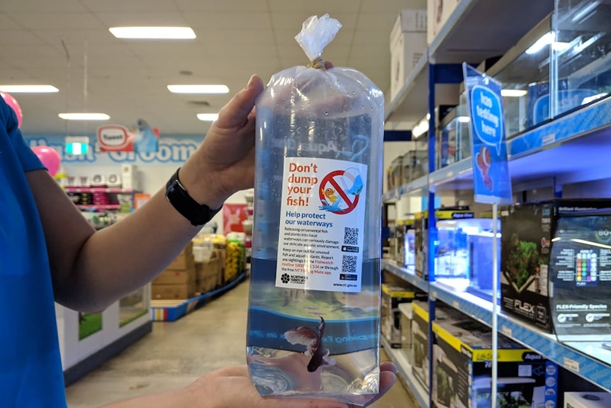 Government stickers reads "Don't Dump your Fish" on aquarium bag with siamese fighter.