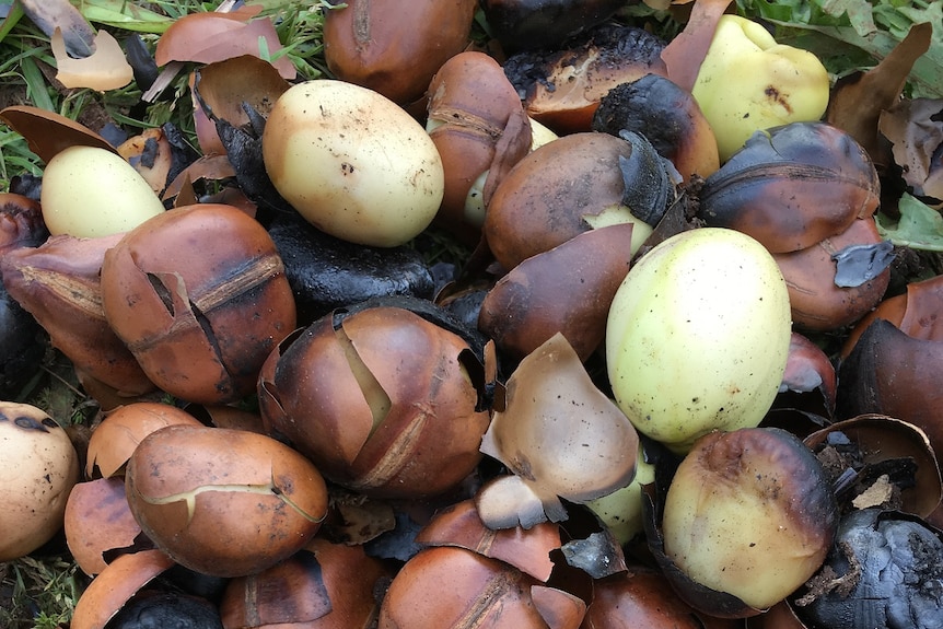 A collection of tree nuts on the ground.