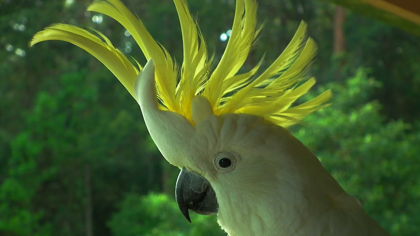 A sulphur-crested cockatoo with its comb up