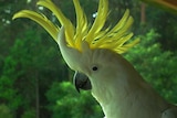 A sulphur-crested cockatoo with its comb up