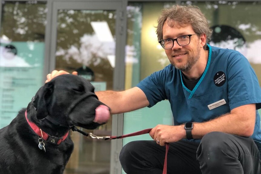 Big black Labrador Cedric Doggery licks his lips as he receives a pat from a smiling veterinarian.