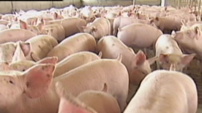 Video still: Close up of pigs at Blantyre Farms piggery, near Young NSW. Taken 25 October 2012.