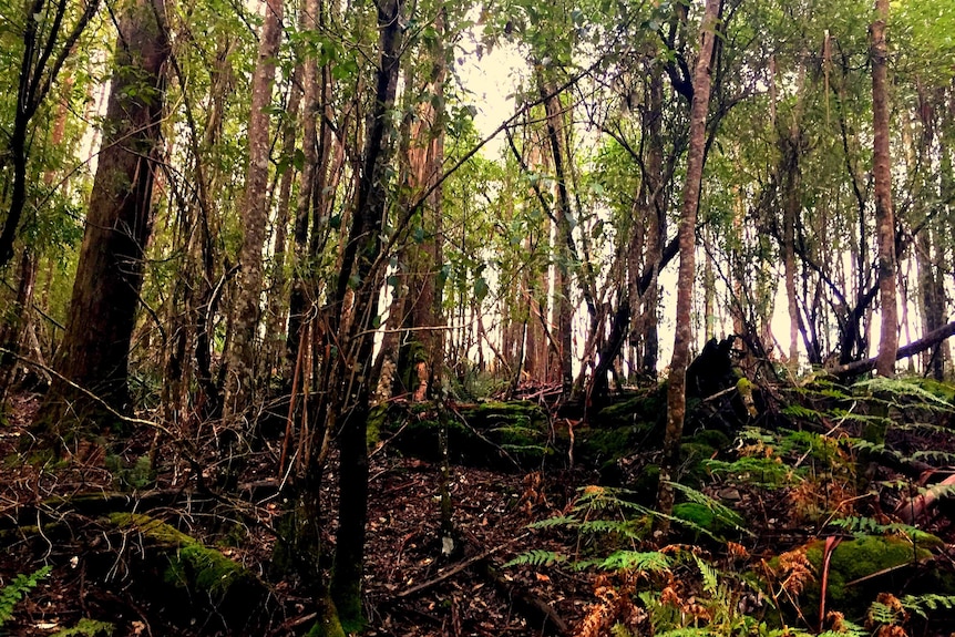 Derby forest in Taasmania