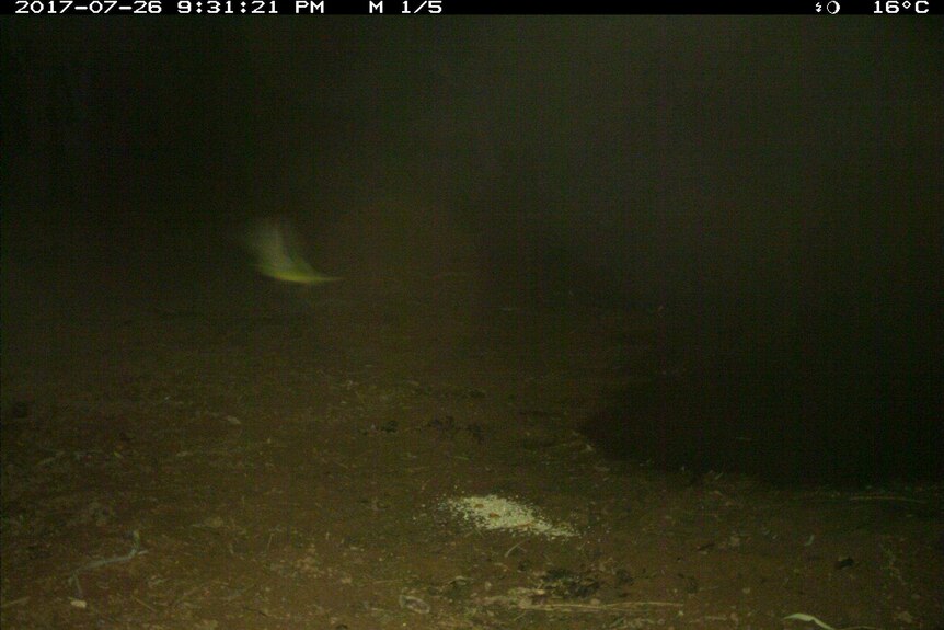 A camera trip image of a night parrot.