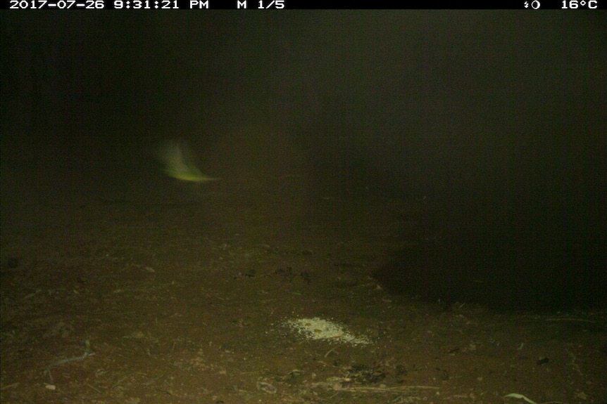 A camera trip image of a night parrot.