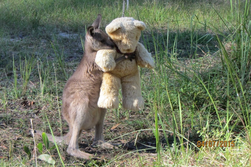 A young kangaroo hugs a yellow teddy bear.