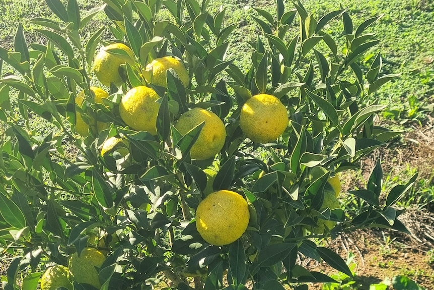 un pequeño árbol frutal de yuzu