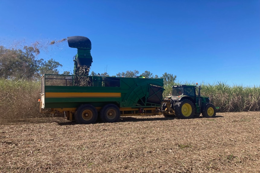 A field of sugar cane being harvested by a tractor