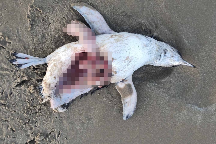 A dead small penguin with guts spilled out on the beach