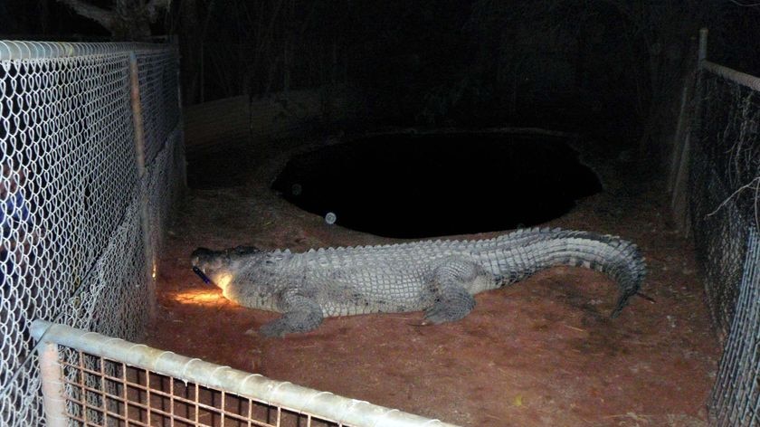 'Fatso', a five-metre saltwater crocodile, sits in his enclosure