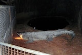 'Fatso', a five-metre saltwater crocodile, sits in his enclosure