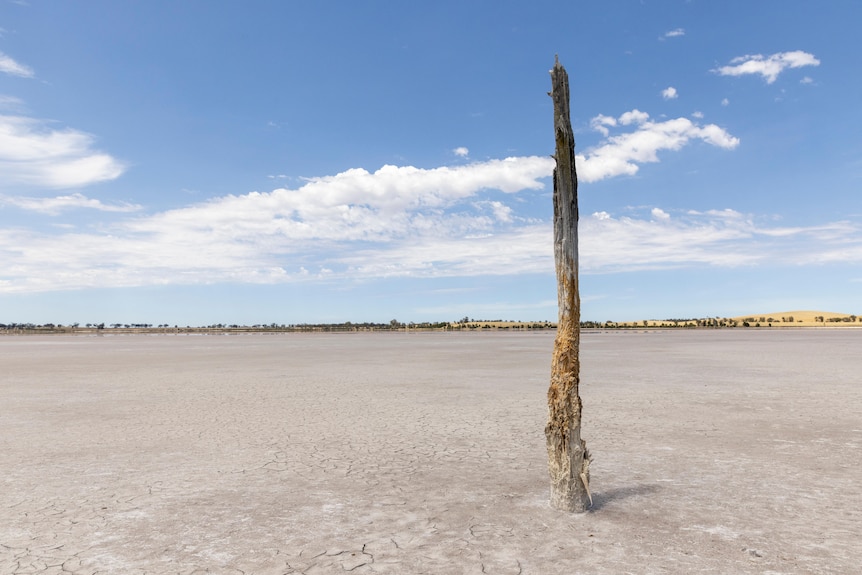 A dry salt lakebed with cracked crust and single dead tree trunk against blue sky.