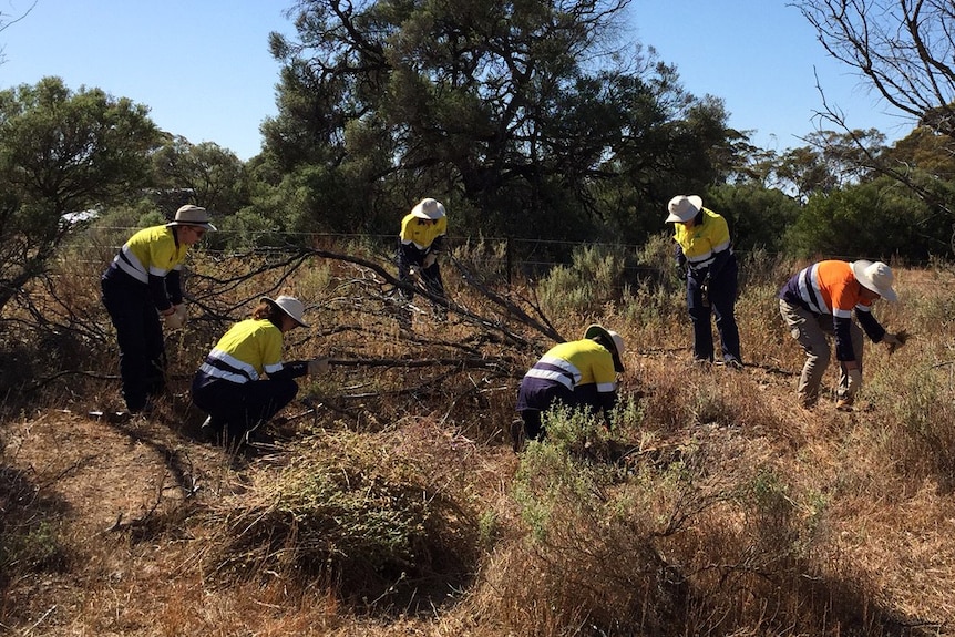 Green Army workers in South Australia