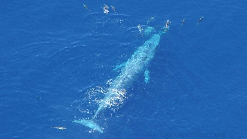 A blue whale swims with a pod of dolphins off the coast of Portland