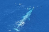 A blue whale swims with a pod of dolphins off the coast of Portland