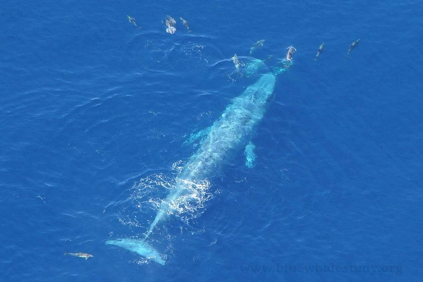 A blue whale swims in the ocean