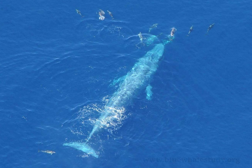 A whale under water, seen from above.