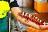 Giant prawn thumbnail