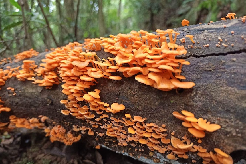 Orange mushrooms cover a fallen tree with rainforest in the background, at Lamington National park