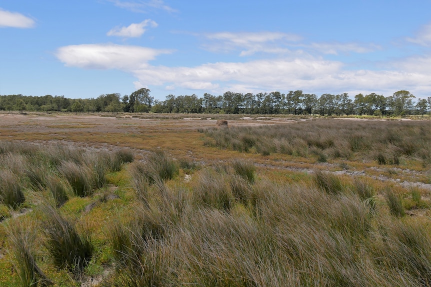 A drab-looking marshland beneath a mostly clear sky.