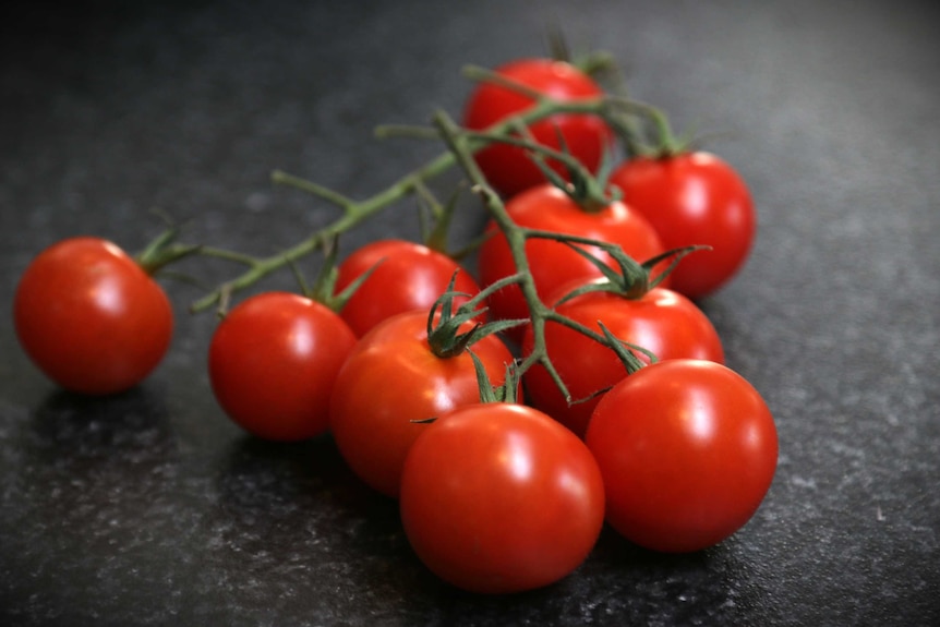 Red tomatoes on the vine, representing a DIY vegetable garden that doesn't require a backyard.