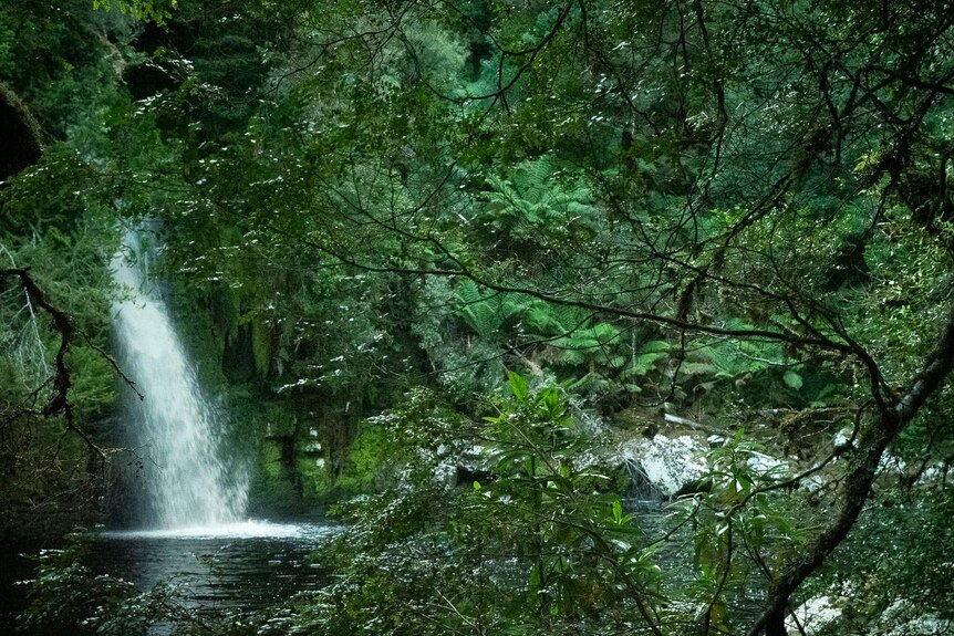 A waterfall cascades out of the rainforest into a lagoon viewed through wet forest trees