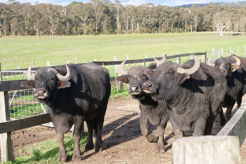 Un gruppo di bufali che vagano lungo una strada in una fattoria.