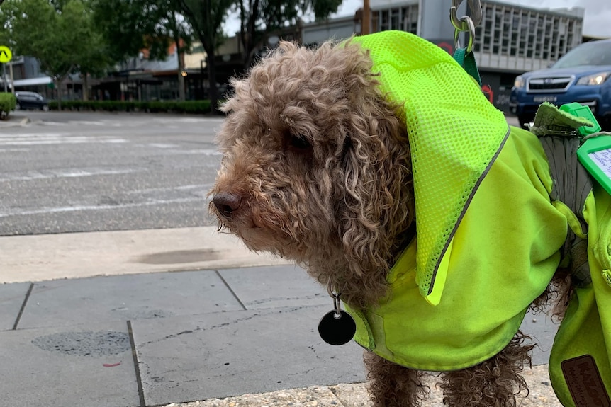 A small dog wearing a raincoat stands in front of a faded zebra crossing.