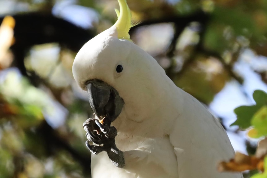 A close up of a sulphur-crested cockatoo sitting in a tree and eating something held in its claw