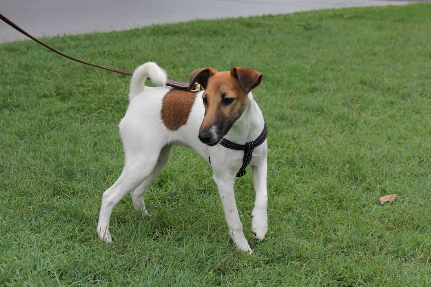 A fox terrier on a leash standing in grass.