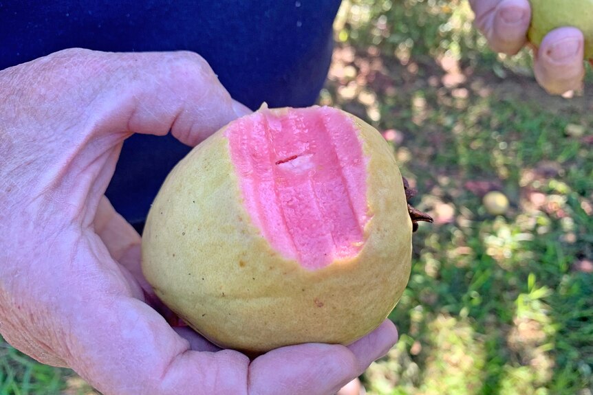 A man holds a yellow skinned guava with pink flesh inside.