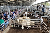 Pens of cattle in metal yards flanked by buyers on the ground and agents on a catwalk above the pens.