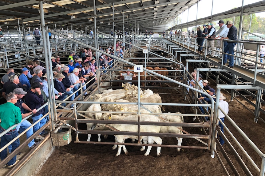 Pens of cattle in metal yards flanked by buyers on the ground and agents on a catwalk above the pens.