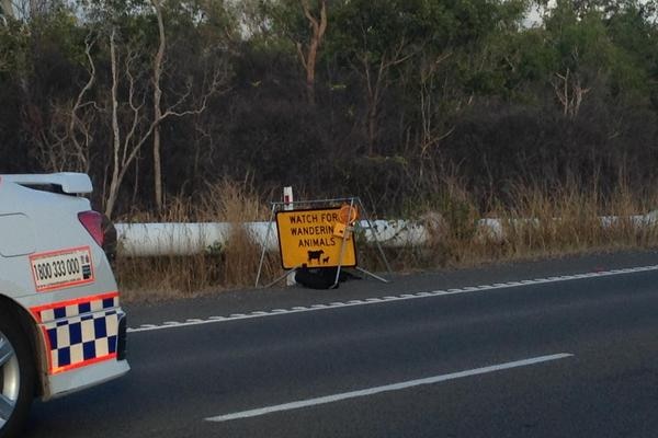 Sign warning of animals on the Bruce Highway.
