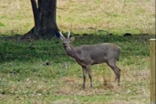 A young male deer in a paddock.