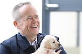 Bill Shorten, wearing a blue jacket, smiles as he holds a Labrador puppy.