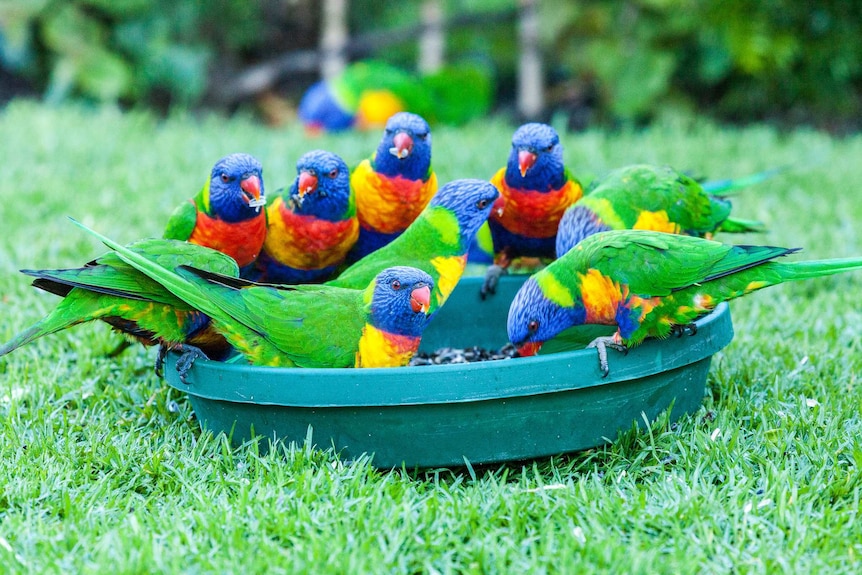 A group of rainbow lorikeets eat seed out of a bird feeder.