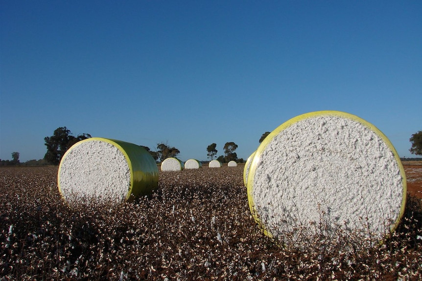 cotton bales