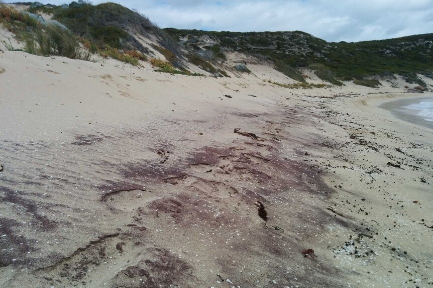 Garnet rich beach sand on Cape to Cape track