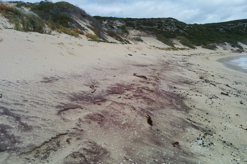 Garnet rich beach sand on Cape to Cape track
