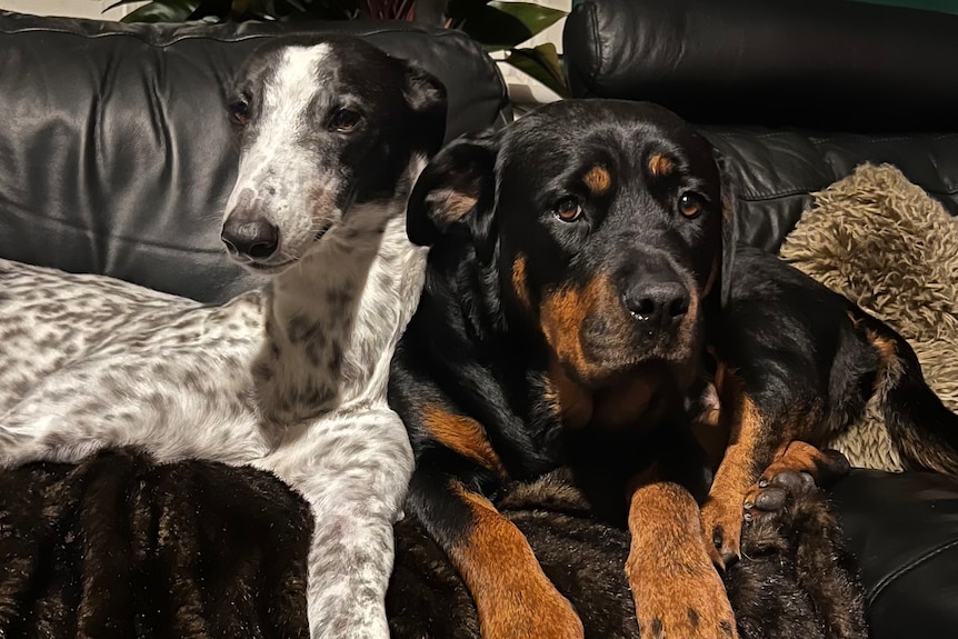 A greyhound and rottweiler sitting on a lounge. 