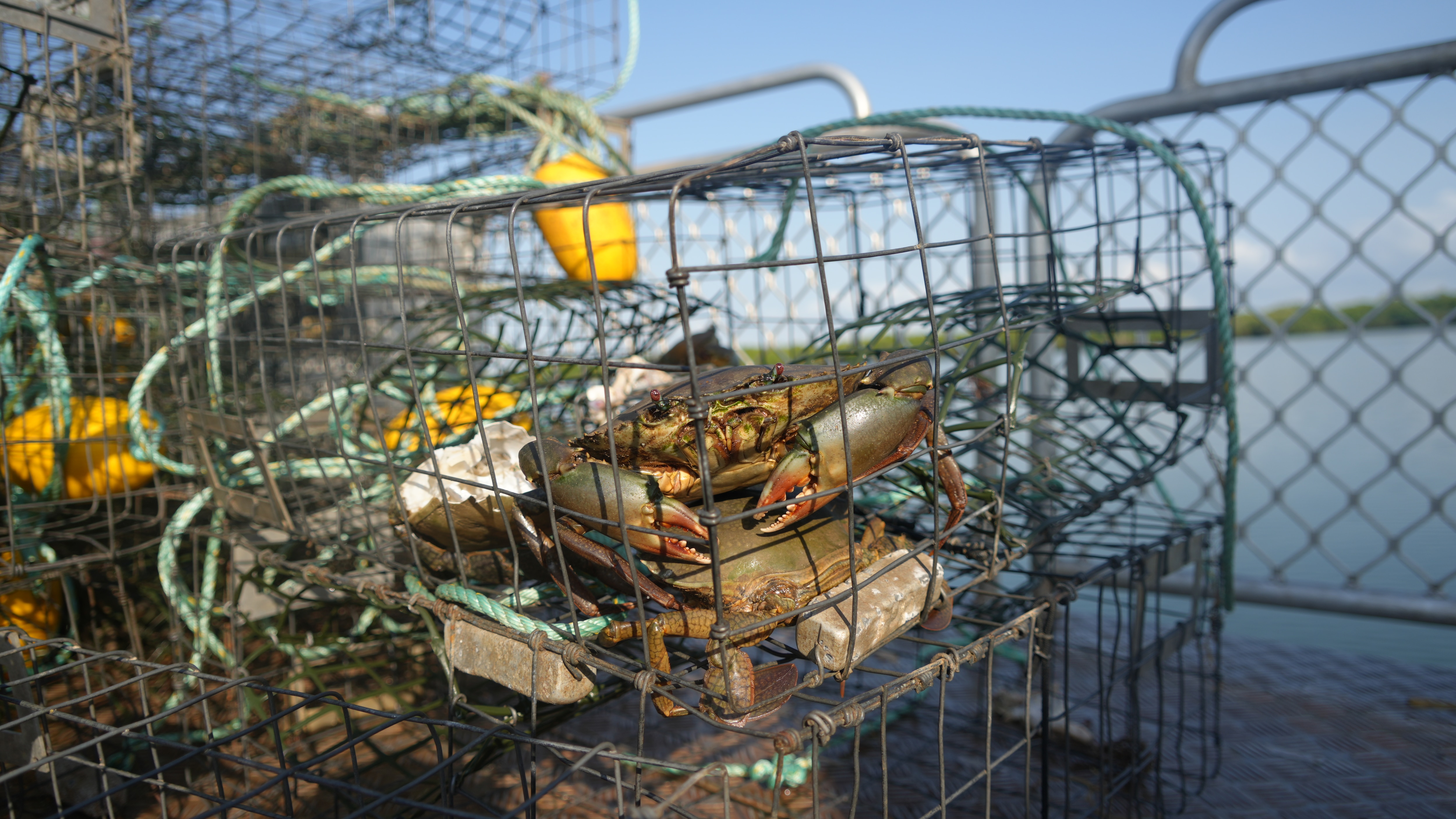 Mud crabs in a cage.